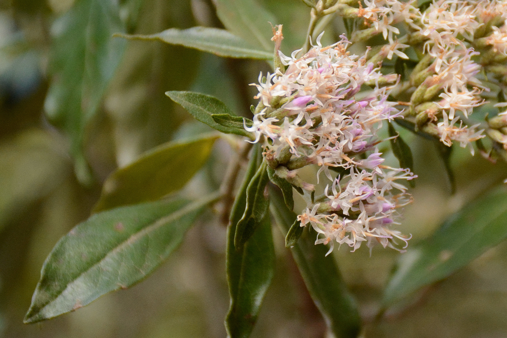 Eremanthus arboreus