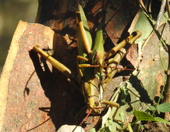 Coryacris angustipennis