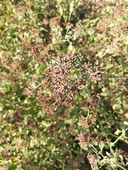 Salpianthus arenarius