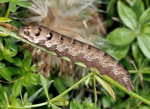 Small Elephant Hawkmoth