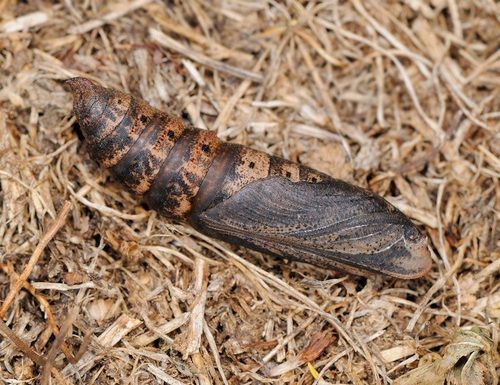 Small Elephant Hawkmoth