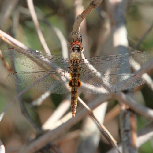 iNaturalist observation photo of Spot-winged Glider