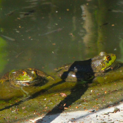 iNaturalist observation photo of American Bullfrog