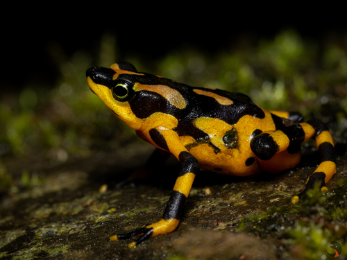 Clown Frog, Atelopus varius