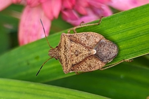 Brown stink bug