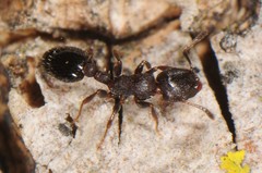 Temnothorax schaumii