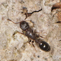 Temnothorax schaumii
