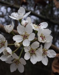 Prunus umbellata