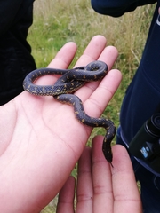 Atractus crassicaudatus