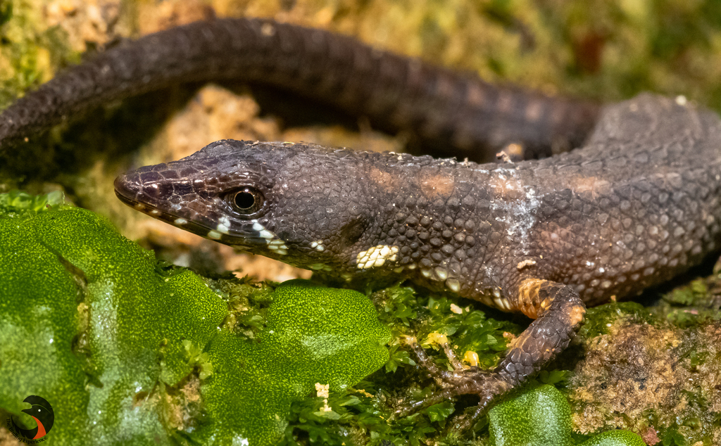 Uzzell's Neusticurus