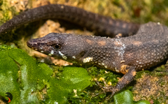 Uzzell's Neusticurus photo 1