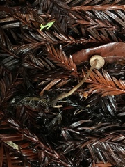 Pseudobaeospora stevensii