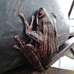 Polypedates leucomystax