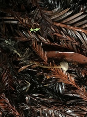 Pseudobaeospora stevensii