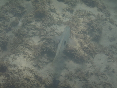 Notolabrus celidotus