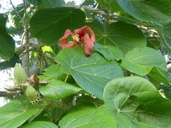 Hibiscus elatus