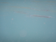 Hyporhamphus ihi