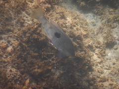 Notolabrus celidotus