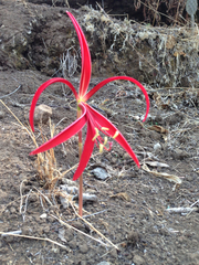 Sprekelia formosissima