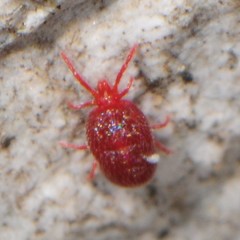 Erythraeoidea