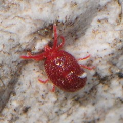Erythraeoidea