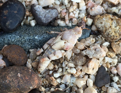 Cibolacris parviceps