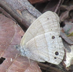 Hermeuptychia fallax