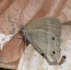 Hermeuptychia fallax