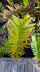 Acrostichum danaeifolium