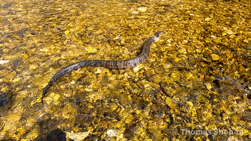 Northern Cottonmouth photographed in Oklahoma