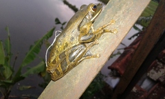 Polypedates leucomystax