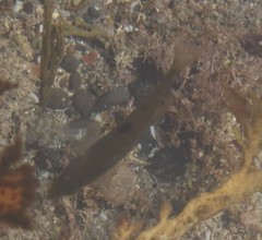 Notolabrus celidotus