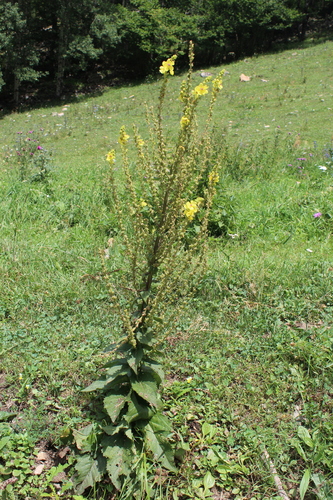 Image of Verbascum pyramidatum by (c) Dmitriy Bochkov, some rights reserved (CC BY)