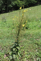 Verbascum pyramidatum