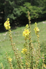Verbascum pyramidatum