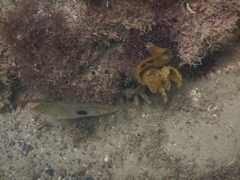 Notolabrus celidotus