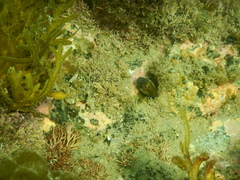 Parablennius laticlavius