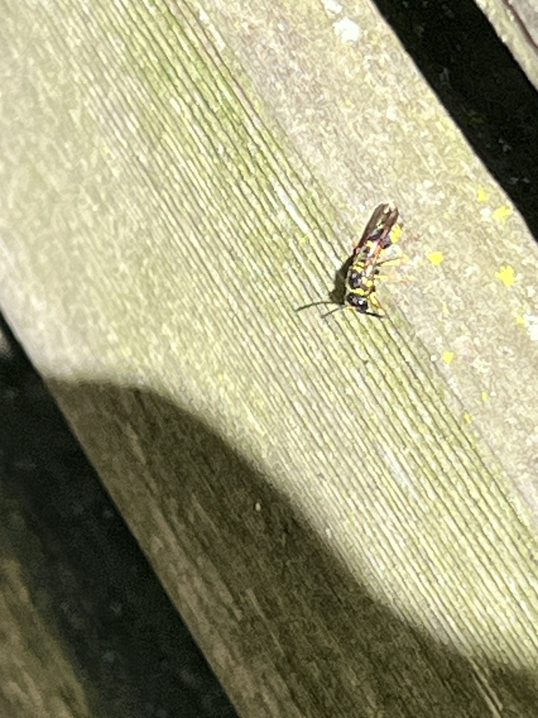 European tube wasp from Madison Ave, Wooster, OH, US on September 1