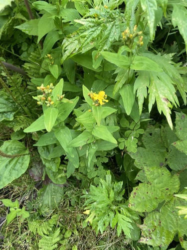 Hypericum erectum, photograph 3