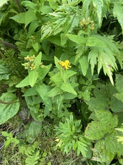 Hypericum erectum, photograph (c) Илья Руденко, some rights reserved (CC BY)