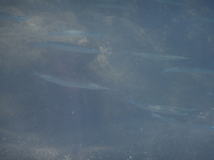 Hyporhamphus ihi