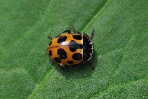 Notated Lady Beetle