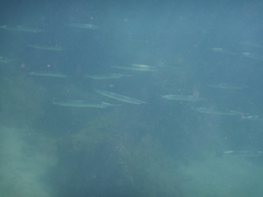 Hyporhamphus ihi