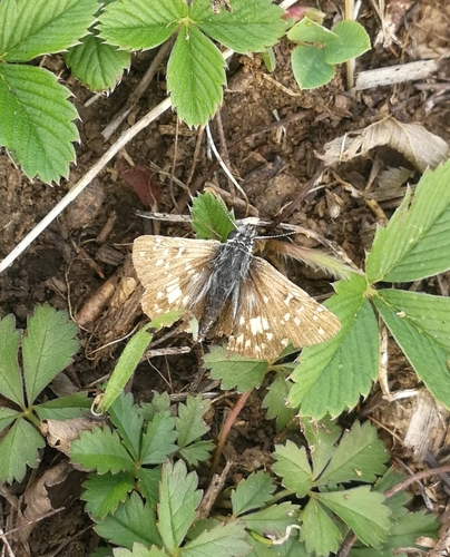 súmračník stepný (Pyrgus armoricanus)