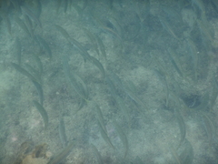 Trachurus