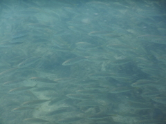 Trachurus