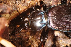 Sphaeroderus stenostomus