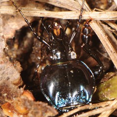 Sphaeroderus stenostomus