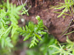 Pentagramma triangularis