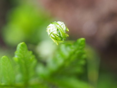 Pentagramma triangularis